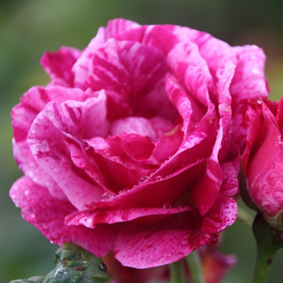 YouGarden Rose 'Ferdinand Pichard', 1 x Bare Root Shrub Rose, Striped ...