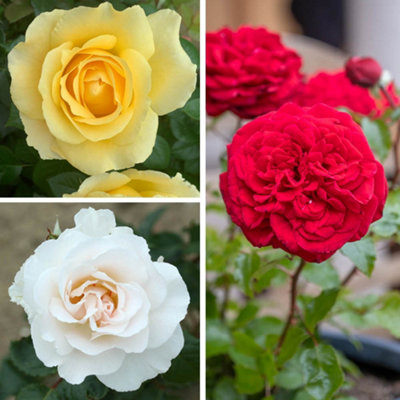 YouGarden Rose 'Florists Delight' Collection, Set of Three Bare Root ...