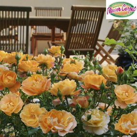 YouGarden Rose 'Flower Carpet Gold', Established Plant in 4L Pot Ground Covering Rose Ready to Plant for Summer to Autumn Flowers