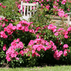 YouGarden Rose 'Flower Carpet Pink', Established Plant in 4L Pot, Ready to Plant, Repeat Flowering Summer Rose, Pink Flowers
