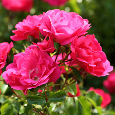 YouGarden Rose 'Flower Carpet Pink', Established Plant in 4L Pot, Ready ...