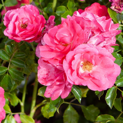 YouGarden Rose 'Flower Carpet Pink', Established Plant in 4L Pot, Ready ...