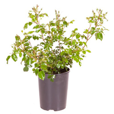 YouGarden Rose 'Flower Carpet Pink', Established Plant in 4L Pot, Ready ...