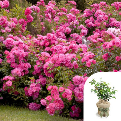 YouGarden Rose 'Flower Carpet Pink', Gift Wrapped Established Plant in ...