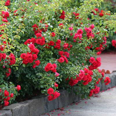 YouGarden Rose 'Flower Carpet Scarlet', Established Rose Plant in 4L Pot, Ground Covering Rose, Summer to Autumn Flowering Red Ros