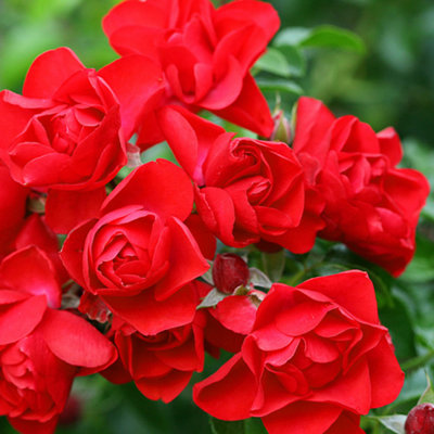 YouGarden Rose 'Flower Carpet Scarlet', Established Rose Plant in 4L ...