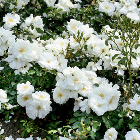 YouGarden Rose Flower Carpet White, Established Plant in 4L Pot, Ready to Plant for Summer to Autumn Flowers, Ground Covering Rose