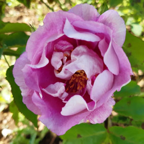 YouGarden Rose 'Forget You Not', Established Rose in 4L Pot, Ready to Plant, Summer to Autumn Flowering Rose, Pink Flowers for Pot