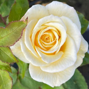YouGarden Rose 'Friendship', Established Plant in 3L Pot, Ready to Plant, For Pots, Beds, and Borders