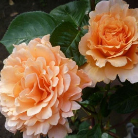 YouGarden Rose 'Garden Glory' 3L Pot