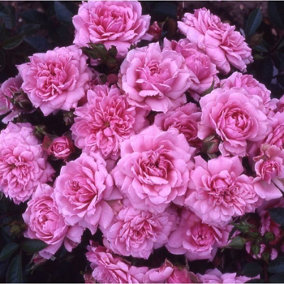 YouGarden Rose 'Graciously Pink', Established Rose in 3 Litre Pot, Ready to Plant, Pink Rose For Pots, Beds, and Borders
