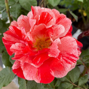 YouGarden Rose 'Hanky Panky' 3 Litre Pot