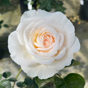 YouGarden Rose 'Happy Birthday Cream' 3L Pot