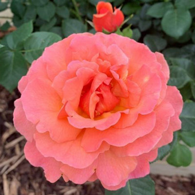 YouGarden Rose 'Happy Birthday Orange', Celebration Gift Rose, Established Plant in 3 Litre Pot, Fragrant Orange Roses, For Pots,