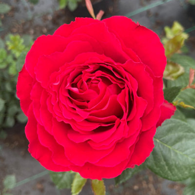 YouGarden Rose 'Happy Birthday Red' 3L Pot