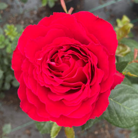 YouGarden Rose 'Happy Birthday Red' 3L Pot
