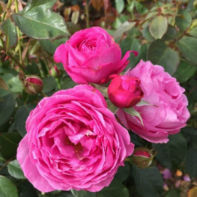 YouGarden Rose 'Happy Wedding Anniversary', Established Plant in 3L Pot, Ready to Plant, Pink Roses with Strong Fragrance, For Pot