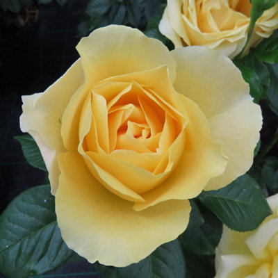 YouGarden Rose Harmony Bare Root Rose, Canary Yellow Blooms, Fragrant ...