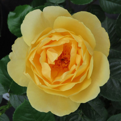 YouGarden Rose Harmony Bare Root Rose, Canary Yellow Blooms, Fragrant ...