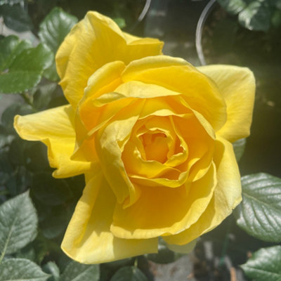 YouGarden Rose Harmony Bare Root Rose, Canary Yellow Blooms, Fragrant ...