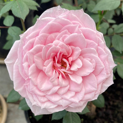 YouGarden Rose 'Jennifer Rose Sell' 3L Pot