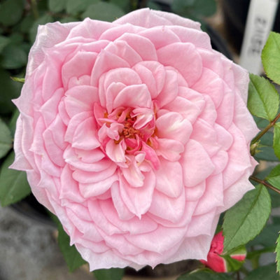 YouGarden Rose 'Jennifer Rose Sell' 3L Pot