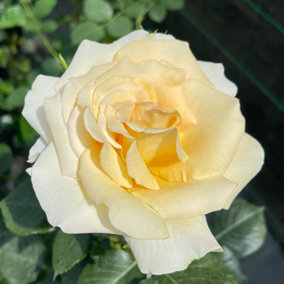 YouGarden Rose 'John Ystumllyn', Established Rose 3L Pot, Ready to Plant, For Beds, Borders, and Pots