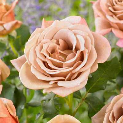 YouGarden Rose 'Koko Loko', 2 x Bare Root Hybrid Tea Roses, Colour ...