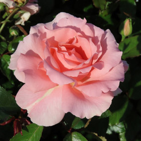 YouGarden Rose 'L'Aimant' 3L Potted Rose