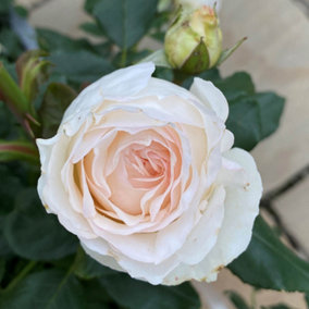 YouGarden Rose 'Lady Carnarvon' in 3L Pot
