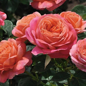 YouGarden Rose 'Love From Lucy', Established Plant in 3 Litre Pot, Ready to Plant, Rose for Pots, Beds, and Borders