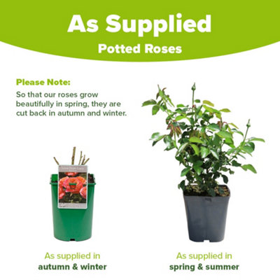 YouGarden Rose 'Love From Lucy', Established Plant in 3 Litre Pot ...