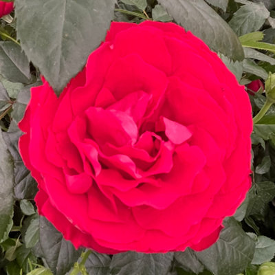 YouGarden Rose 'Loving Memories', Established Plant in 3-4L Pot, Ready ...