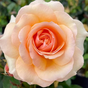 YouGarden Rose 'Lynda Bellingham', Established Rose in 3 Litre Pot, Ready to Plant, Fragrant Apricot Roses for Pots, Beds, and Bor