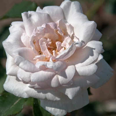 YouGarden Rose 'Madame Alfred Carrière', 2 x Bare Root Climbing Roses ...