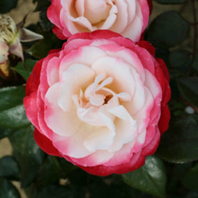 YouGarden Rose 'Nostalgia' in 3L Pot, Repeat Flowering Bush Rose with White Flowers Edged In White, Ready to Plant