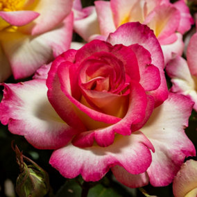 YouGarden Rose of the Year 2025 'You're My Everything', Established Plant in 4L Pot, Ready to Plant for Pots, Beds, and Borders, S
