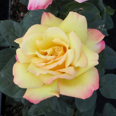 YouGarden - Rose 'Peace' bare root (orange)