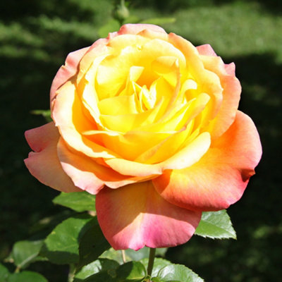 YouGarden - Rose 'Peace' bare root (orange)