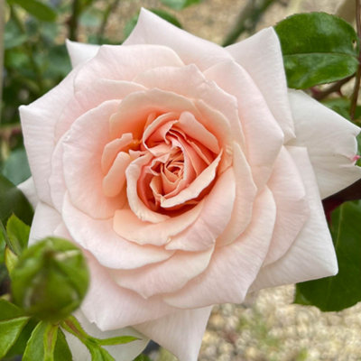 YouGarden Rose 'Penny Lane' Climbing Rose in 3L Pot