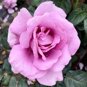 YouGarden Rose 'Peter Ayliffe', Established Rose in 3 Litre Pot, Ready to Plant, Lilac Shade Rose Strongly Fragrant for Beds, Bord
