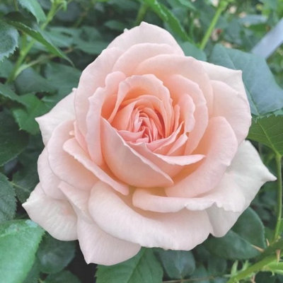 YouGarden Rose 'Platinum 70th Wedding', Established Rose in 3L Pot, Ready to Plant