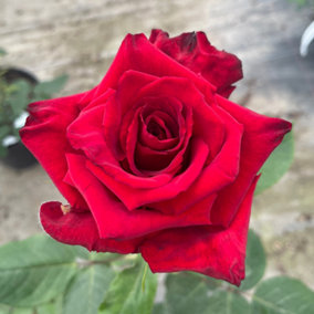 YouGarden Rose 'Pride of England', Established Plant in 3 Litre Pot, Ready to Plant, Deep Red Fragrant Roses, For Garden Pots and