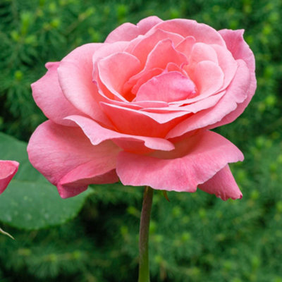 YouGarden Rose 'Queen Elizabeth', 1 x Bare Root Rose, Ready to Plant, Pink  Fragrant, Repeat Flowering