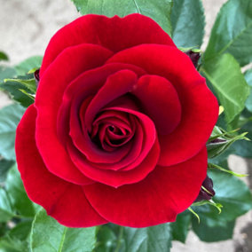 YouGarden Rose 'Queen of Bhutan', Established Rose in 3 Litre Pot, Ready to Plant