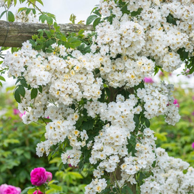 YouGarden Rose 'Rambling Rector', 1 x Bare Root, Fragrant Creamy Blooms ...