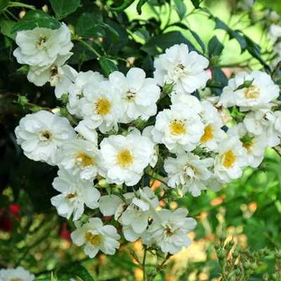 YouGarden Rose 'Rambling Rector', 1 x Bare Root, Fragrant Creamy Blooms ...