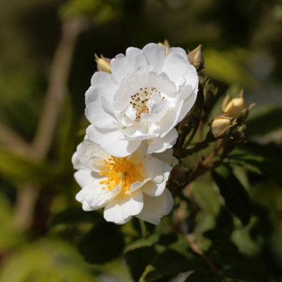 YouGarden Rose 'Rambling Rector', 1 x Bare Root, Fragrant Creamy Blooms ...