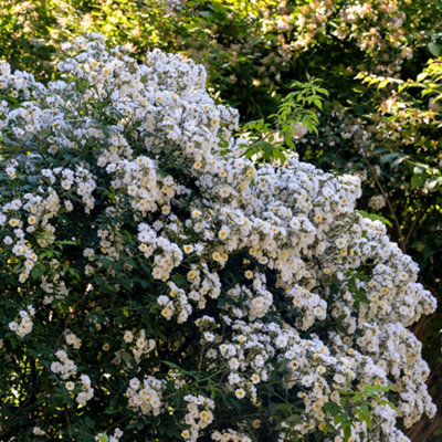 YouGarden Rose 'Rambling Rector', 1 x Bare Root, Fragrant Creamy Blooms ...
