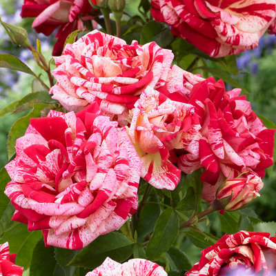 YouGarden Rose 'Raspberry Ripple' Papageno, Gift Wrapped 4 Litre Potted ...
